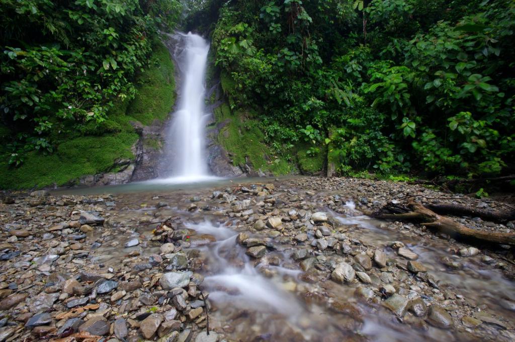 Selva Bananito Lodge Westfalia Exterior foto